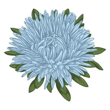 Beautiful blue aster isolated on white background. Stock Illustration