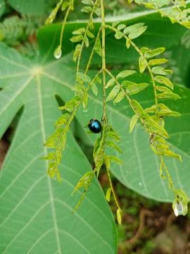 Beautiful Blue beetle on leaf Stock Photos