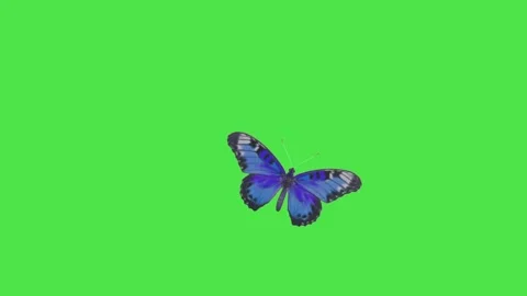 Beautiful Blue Butterfly Flapping Wings on Green Screen Stock Footage 336713593