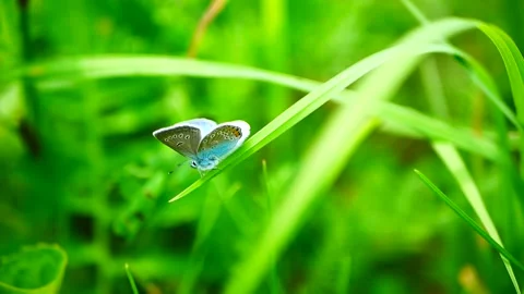 Beautiful blue butterfly on the stem of grass. Palos Verdes blue butterfly Stock Footage