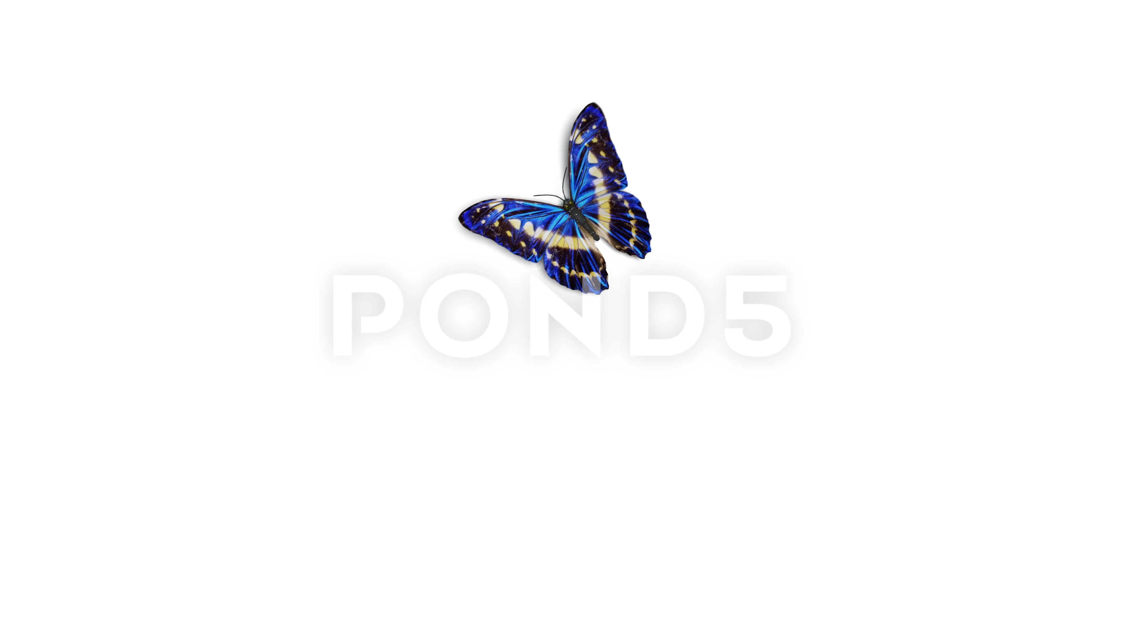 Blue Fake Butterfly Isolated White Background Stock Photo, Picture