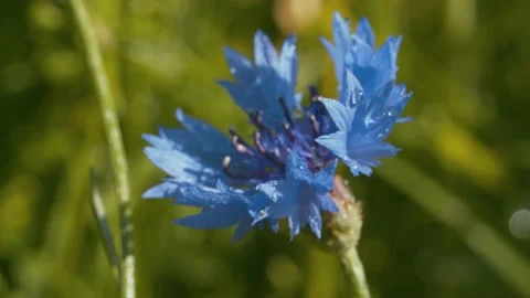 Beautiful blue cornflower in the rain Stock Footage 135327640