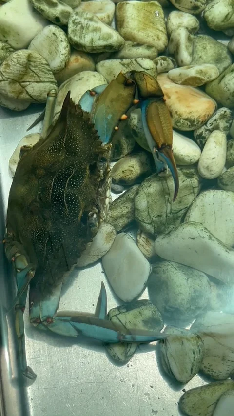 Beautiful blue crab in water Stock Footage 337137976