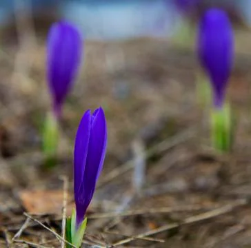 Beautiful blue crocus Stock Photos