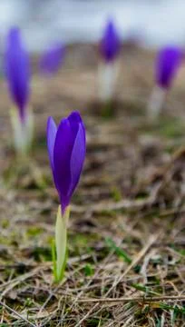 Beautiful blue crocus Stock Photos