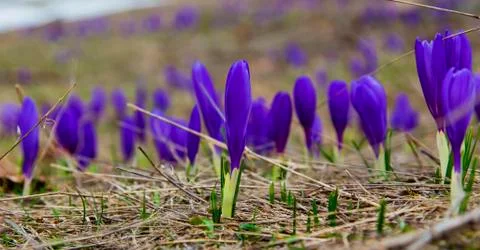 Beautiful blue crocus Foto stock