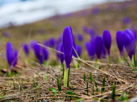 Beautiful blue crocus Stock Photos