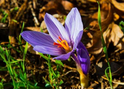 Beautiful blue crocus Stock Photos