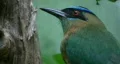 Beautiful 'blue crowned mot mot bird'. Closeup. HD Footage