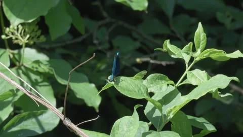 Beautiful Blue Damselfly Resting on a Green Leaf and Taking Flight 4K Footage Stock Footage 336981985