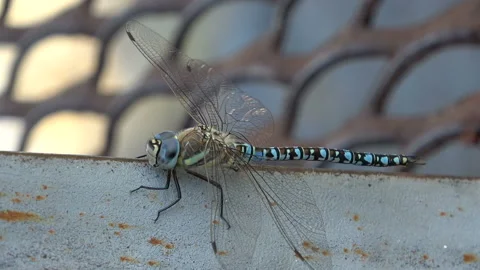 Beautiful blue dragonfly micro Video stock 112293843