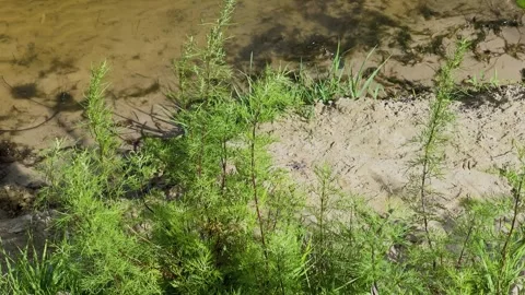 Beautiful blue expanse of the river with vegetation near the bank Stock Footage 306158253