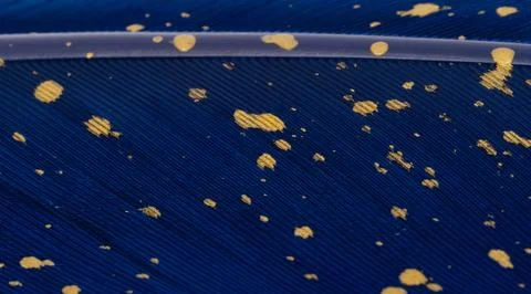Beautiful blue feather background close up Stock Photos