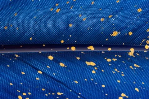 Beautiful blue feather background close up Stock Photos