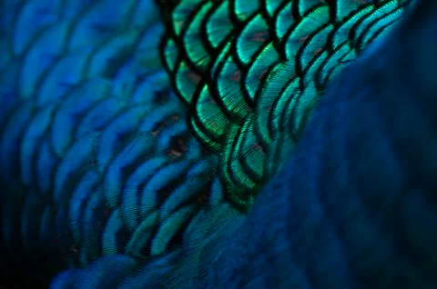 Beautiful blue feather pattern texture background , Blue macro feather, Bird, Stock Photos