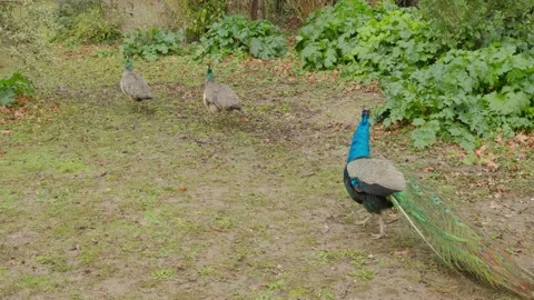 Beautiful blue feathered peacocks Stock Footage 149052500