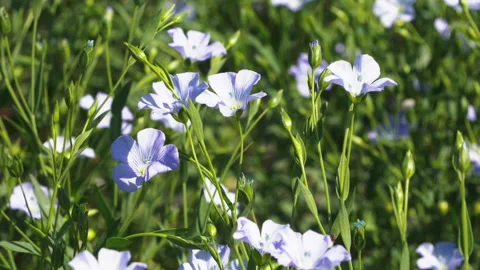 Beautiful blue flax flowers sway in the wind on a sunny summer day. Stock Footage