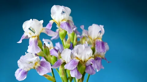 Beautiful blue fleuret- Iris. It is on blue background Stock Footage 108905015