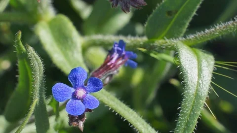 Beautiful blue flower Stock Footage 129674433