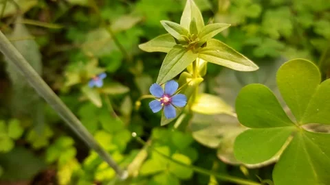 Beautiful blue flower. Stock Footage 220783983