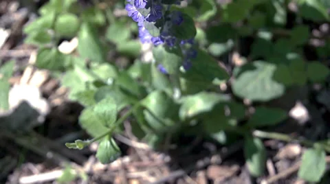 Beautiful blue flower in the forest Видео 38706580