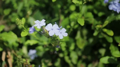 Beautiful blue flowers Stock Footage 72391878
