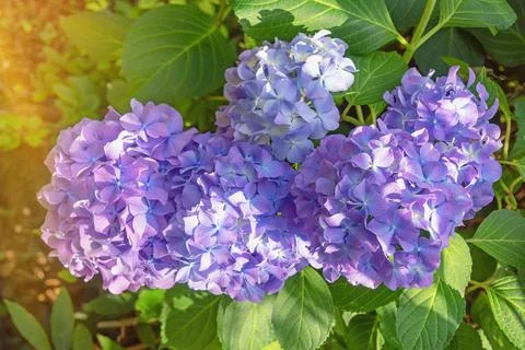 Beautiful blue flowers of  hydrangea ( Hydrangea macrophylla ) Stock Photos