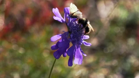 Beautiful blue flowers in the Mongolia. Stock Footage 174750905