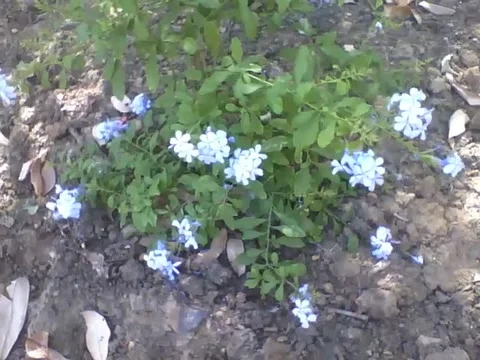 Beautiful blue flowers in the park, they are small but pretty! Video stock 163681053