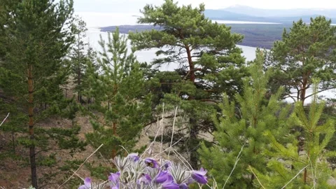 Beautiful blue flowers of the plan Stock Footage 331042041