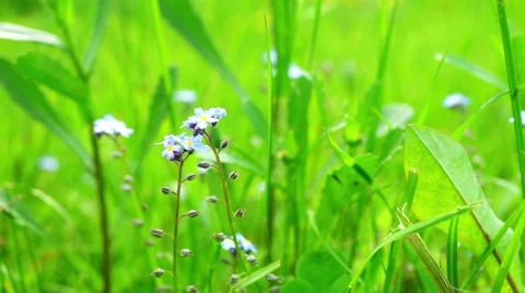 Beautiful blue forget-me-not flowers at field Stock Footage 44370031
