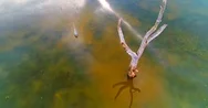 Beautiful Blue Heron Fishing In Shallow Marsh Waters, Aerial View Stock Footage