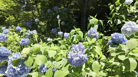 Beautiful Blue Hydrangea Blooms in Kyoto Garden - Summer Nature 4K Video Stock Footage 339934556