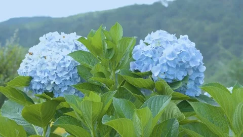 Beautiful Blue Hydrangea Flowers Blooming in a Lush Garden Stock Footage 341430104