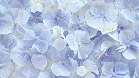 Beautiful of blue hydrangea flowers on a white revolving table. Extract Stock Footage 216033991