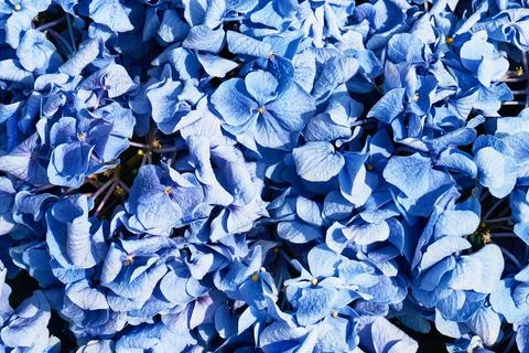 Beautiful Blue Hydrangea, Hydrangea macrophylla, or Hortensia flower background Stock Photos