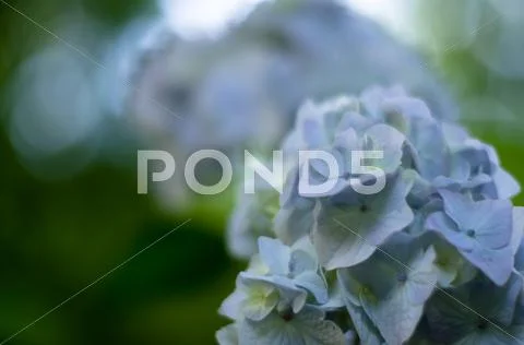 Beautiful Blue Hydrangea Stock Photos