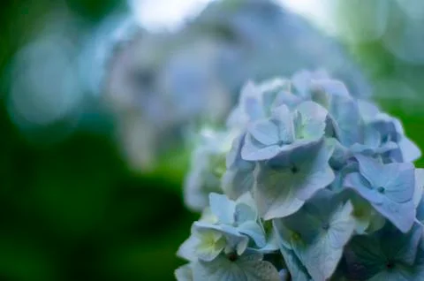 Beautiful Blue Hydrangea Foto stock