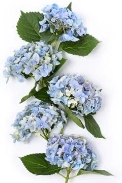 Beautiful blue hydrangea Stock Photos