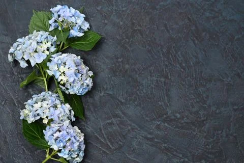 Beautiful blue hydrangea Stock Photos