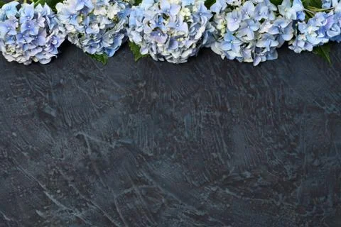 Beautiful blue hydrangea Stock Photos