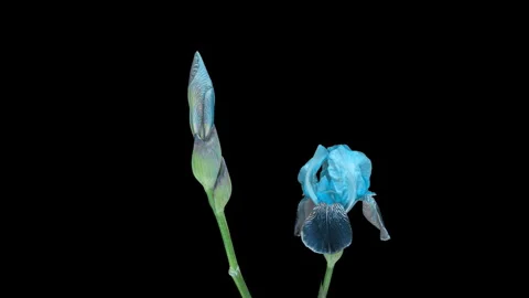 Beautiful blue iris bloomed on a black background. time interval. 4k Stock Footage 243927798