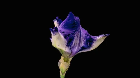 Beautiful blue iris flower opening, close up. Easter, spring, holidays concept. Stock Footage 243979018