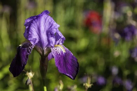 Beautiful Blue Iris Stock Photos