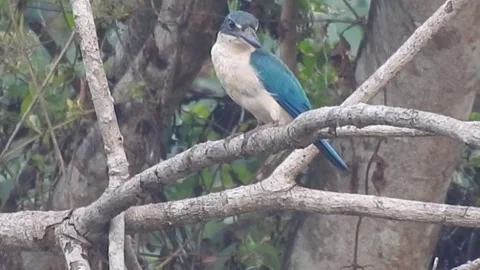 Beautiful Blue Kingfisher Resting Gracefully in Nature Stock Footage 308564009