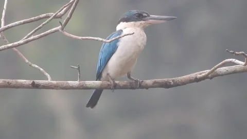 Beautiful Blue Kingfisher Resting Gracefully in Nature Vídeos de archivo 308564053