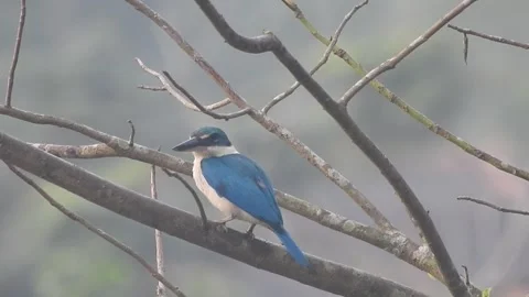 Beautiful Blue Kingfisher Resting Gracefully in Nature Stock Footage 308564123