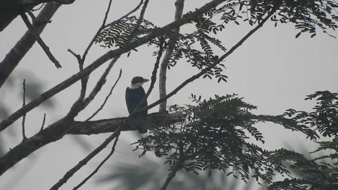 Beautiful Blue Kingfisher Resting Gracefully in Nature Stock Footage 308564278