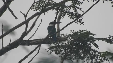 Beautiful Blue Kingfisher Resting Gracefully in Nature Stock Footage 308564288