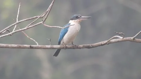 Beautiful Blue Kingfisher Resting Gracefully in Nature Stock Footage 308564365